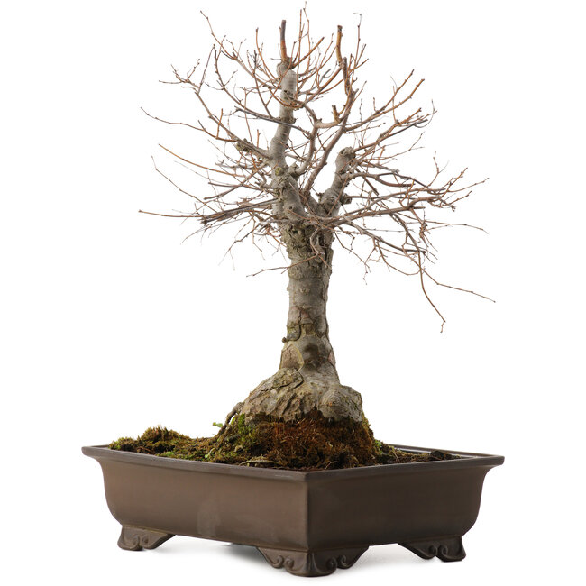 Zelkova serrata, 36 cm, ± 20 anni