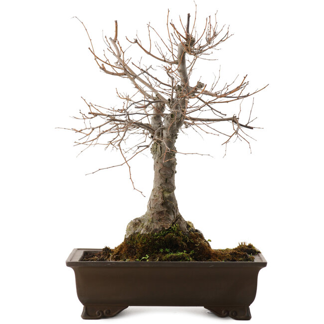 Zelkova serrata, 36 cm, ± 20 anni