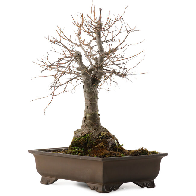 Zelkova serrata, 36 cm, ± 20 years old