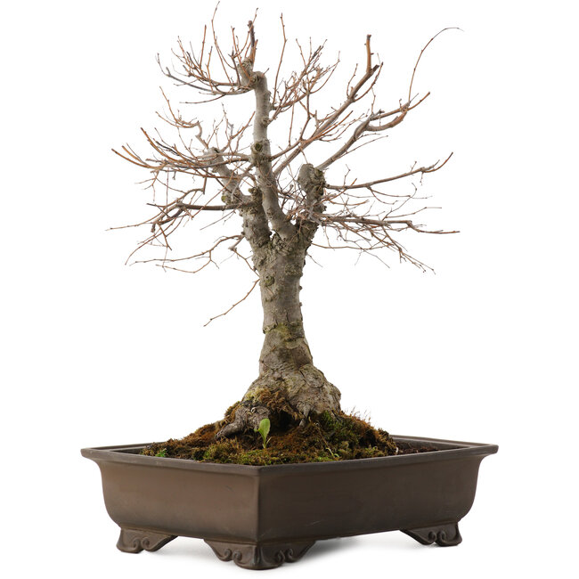 Zelkova serrata, 36 cm, ± 20 jaar oud