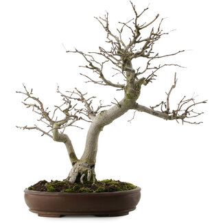 Pourthiaea villosa, 58,5 cm, ± 20 años