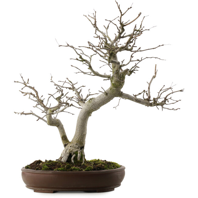 Pourthiaea villosa, 58,5 cm, ± 20 ans