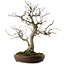 Pourthiaea villosa, 58,5 cm, ± 20 ans