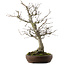 Pourthiaea villosa, 58,5 cm, ± 20 ans