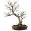 Pourthiaea villosa, 58,5 cm, ± 20 ans