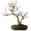 Pourthiaea villosa, 58,5 cm, ± 20 ans