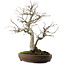 Pourthiaea villosa, 58,5 cm, ± 20 ans