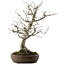 Pourthiaea villosa, 58,5 cm, ± 20 ans