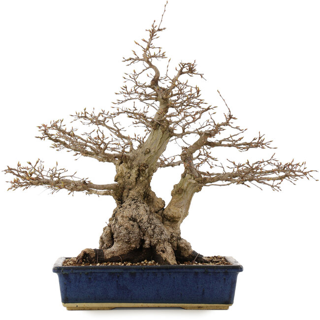 Carpinus coreana, 56 cm, ± 60 años, en maceta con grietas en las esquinas