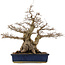 Carpinus coreana, 56 cm, ± 60 anni, in vaso con crepe agli angoli