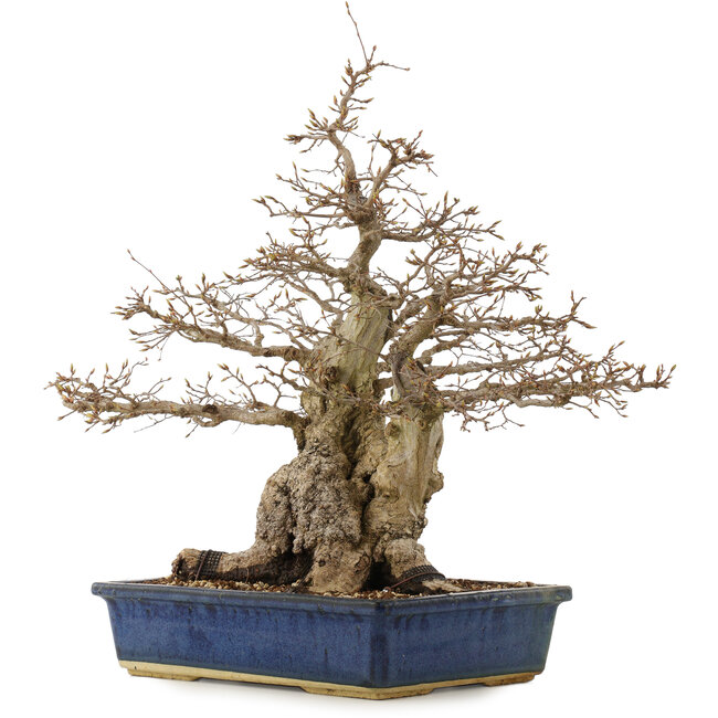 Carpinus coreana, 56 cm, ± 60 Jahre alt, in einem Topf mit Rissen an den Ecken