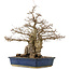 Carpinus coreana, 56 cm, ± 60 years old, in a pot with cracks on the corners