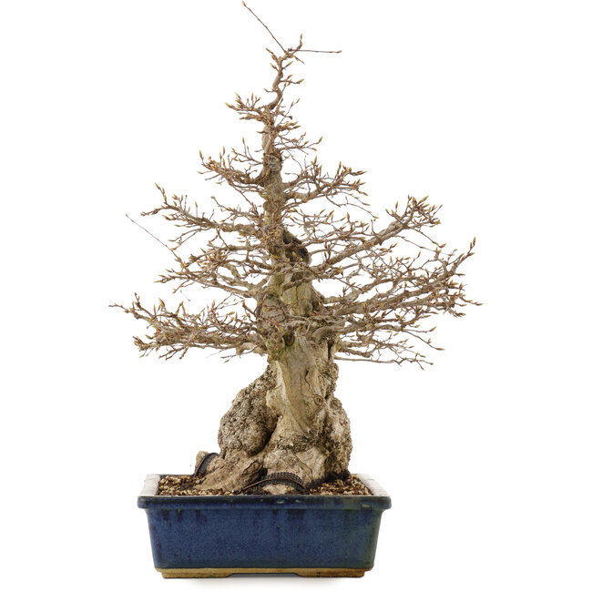 Carpinus coreana, 56 cm, ± 60 years old, in a pot with cracks on the corners