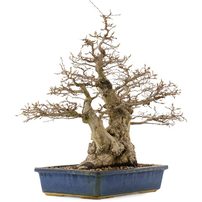 Carpinus coreana, 56 cm, ± 60 anni, in vaso con crepe agli angoli