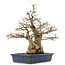 Carpinus coreana, 56 cm, ± 60 years old, in a pot with cracks on the corners