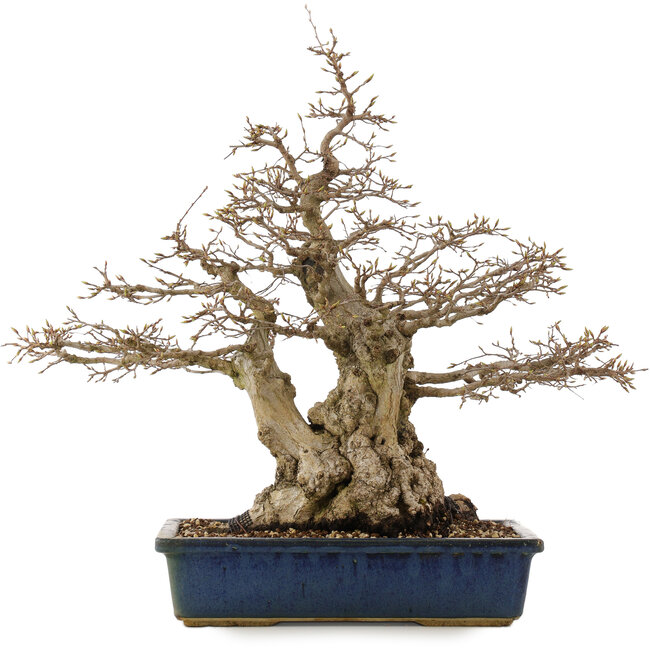 Carpinus coreana, 56 cm, ± 60 ans, dans un pot avec des fissures aux coins