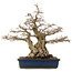 Carpinus coreana, 56 cm, ± 60 years old, in a pot with cracks on the corners