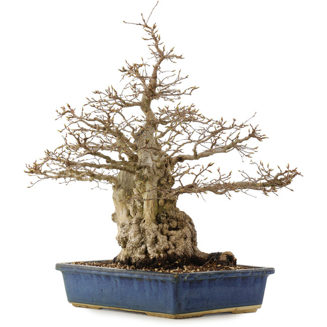 Carpinus coreana, 56 cm, ± 60 años, en maceta con grietas en las esquinas