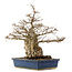 Carpinus coreana, 56 cm, ± 60 years old, in a pot with cracks on the corners