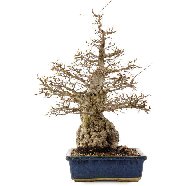 Carpinus coreana, 56 cm, ± 60 ans, dans un pot avec des fissures aux coins