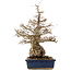 Carpinus coreana, 56 cm, ± 60 years old, in a pot with cracks on the corners