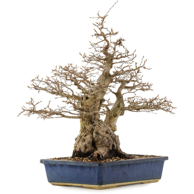 Carpinus coreana, 56 cm, ± 60 jaar oud, in pot met scheuren op de hoeken