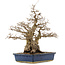Carpinus coreana, 56 cm, ± 60 years old, in a pot with cracks on the corners