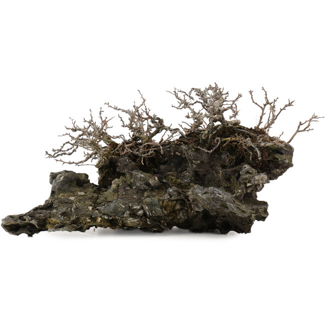 Chaenomeles speciosa Chojubai, 16 cm, ± 30 anni, su una pietra giapponese Ibigawa