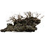 Chaenomeles speciosa Chojubai, 16 cm, ± 30 años, sobre piedra japonesa Ibigawa