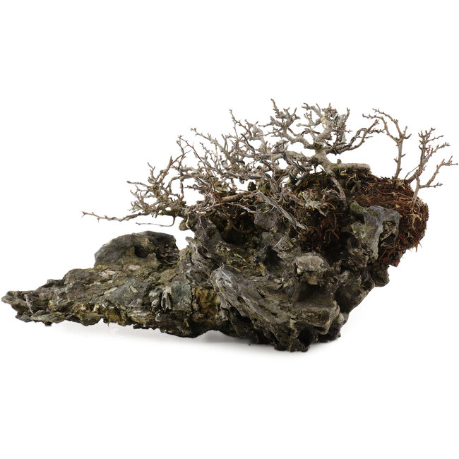 Chaenomeles speciosa Chojubai, 16 cm, ± 30 ans, sur une pierre japonaise Ibigawa