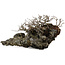 Chaenomeles speciosa Chojubai, 16 cm, ± 30 años, sobre piedra japonesa Ibigawa