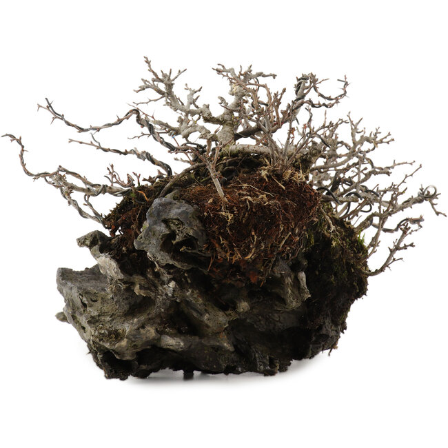 Chaenomeles speciosa Chojubai, 16 cm, ± 30 años, sobre piedra japonesa Ibigawa