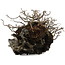 Chaenomeles speciosa Chojubai, 16 cm, ± 30 años, sobre piedra japonesa Ibigawa