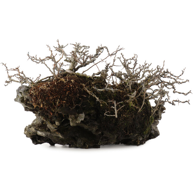 Chaenomeles speciosa Chojubai, 16 cm, ± 30 anni, su una pietra giapponese Ibigawa