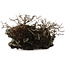 Chaenomeles speciosa Chojubai, 16 cm, ± 30 años, sobre piedra japonesa Ibigawa