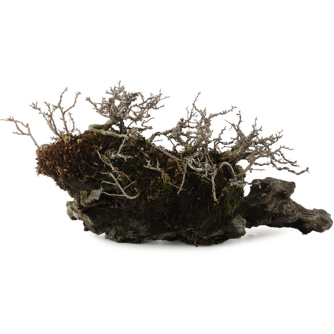 Chaenomeles speciosa Chojubai, 16 cm, ± 30 ans, sur une pierre japonaise Ibigawa