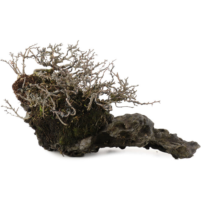 Chaenomeles speciosa Chojubai, 16 cm, ± 30 ans, sur une pierre japonaise Ibigawa