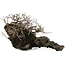 Chaenomeles speciosa Chojubai, 16 cm, ± 30 años, sobre piedra japonesa Ibigawa