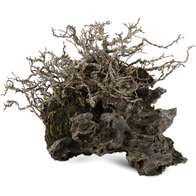 Chaenomeles speciosa Chojubai, 16 cm, ± 30 Jahre alt, auf einem japanischen Ibigawa-Stein