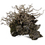 Chaenomeles speciosa Chojubai, 16 cm, ± 30 años, sobre piedra japonesa Ibigawa