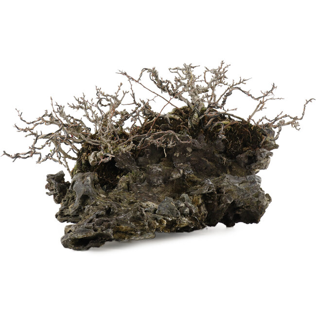 Chaenomeles speciosa Chojubai, 16 cm, ± 30 years old, on a Japanese Ibigawa stone