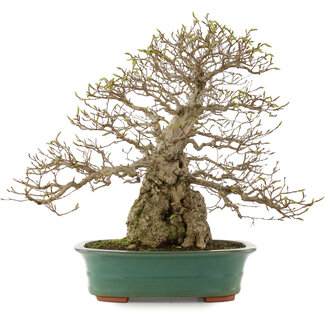 Carpinus coreana, 53,5 cm, ± 40 años