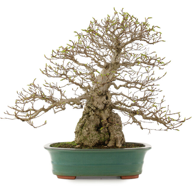 Carpinus coreana, 53,5 cm, ± 40 años