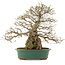 Carpinus coreana, 53,5 cm, ± 40 ans