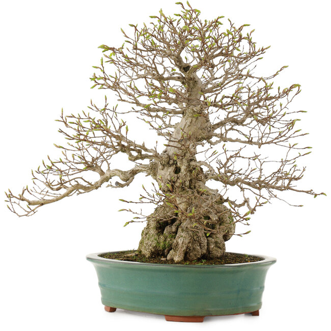 Carpinus coreana, 53,5 cm, ± 40 ans