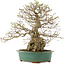 Carpinus coreana, 53,5 cm, ± 40 ans