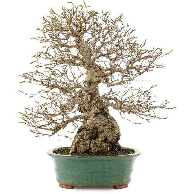 Carpinus coreana, 53,5 cm, ± 40 ans