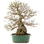 Carpinus coreana, 53,5 cm, ± 40 ans