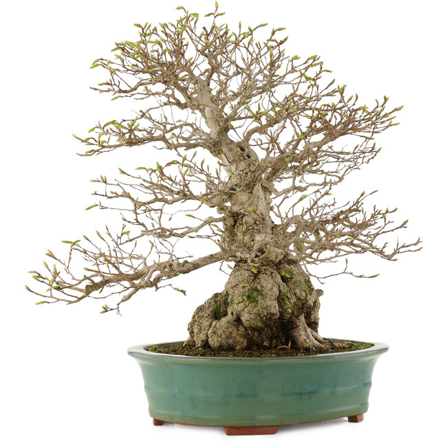 Carpinus coreana, 53,5 cm, ± 40 ans