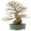 Carpinus coreana, 53,5 cm, ± 40 ans